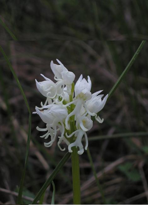 Orchis simia bianco